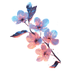 Pfirsichblüten
