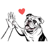 English Bulldog