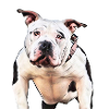 American Bully