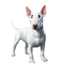 Miniatur Bullterrier Weiß