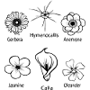 Blumenarten