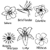Blumenarten