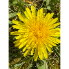 Dandelion Glow
