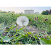 Dandelion Dreams