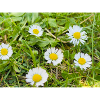 Field of Daisies