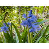 Blooming Hyacinth in Spring