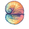 Shell in the sunset