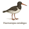 Oystercatcher – Ornithological Illustration