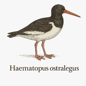 Austernfischer – Ornithologische Illustration