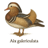 Mandarinente – Ornithologie Illustration