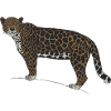 Jaguar Stare