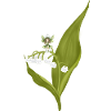 Maiglockchen Elfe