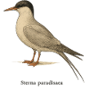 Arctic Tern – Ornithological Illustration