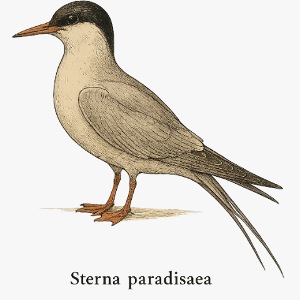 Küstenseeschwalbe – Ornithologische Illustration