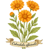 Calendula – Calendula officinalis | Medicinal plant