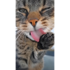 Cleaning Cat