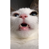 Hää Katze