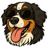 Bernese with sunglasses
