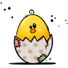 Hello chicks