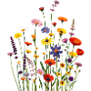 bunte Blumen