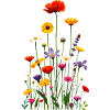 Blumenwiese