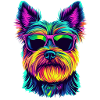 Yorki Yorkshire Terrier