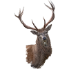 Hirsch