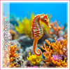 Hippocampe