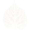 Blatt Linde / Lindenblatt 2