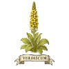 Verbascum thapsus | Leuchtkraft der Natur