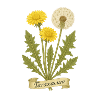 Löwenzahn – Taraxacum officinale | Kraftpaket