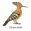 Hoopoe