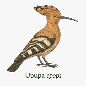 Wiedehopf