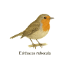 Robin