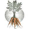 Earthy Carrots