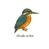 Kingfisher – Alcedo atthis