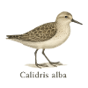 Bécasseau sanderling – Calidris alba