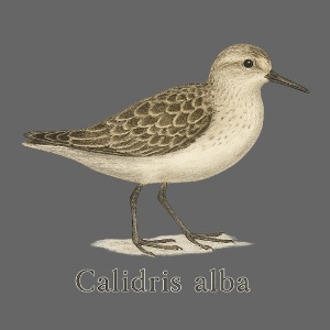 Sanderling – Calidris alba