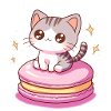 chat macaron