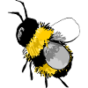 Bumblebee