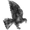 Dove