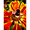 Hummel auf Sonnenhut