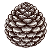 Pine cone
