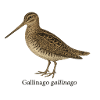 Snipe - Gallinago gallinago