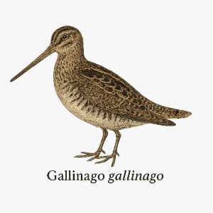 Bekassine - Gallinago gallinago