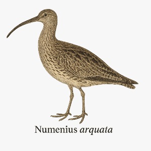 Brachvogel - Numenius arquata