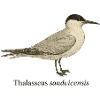 Shelduck Tern – Thalasseus sandvicensis
