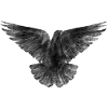 Dove