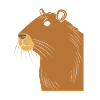 Capybara Capibara