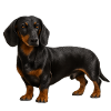 Dackel
